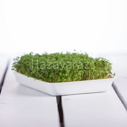 PIKÁNS SALÁTA MIX 50 G MIKROZÖLDMAG CSÍPŐS PIKÁNS SALÁTA MIX 50 G MIKROZÖLDMAG CSÍPŐS